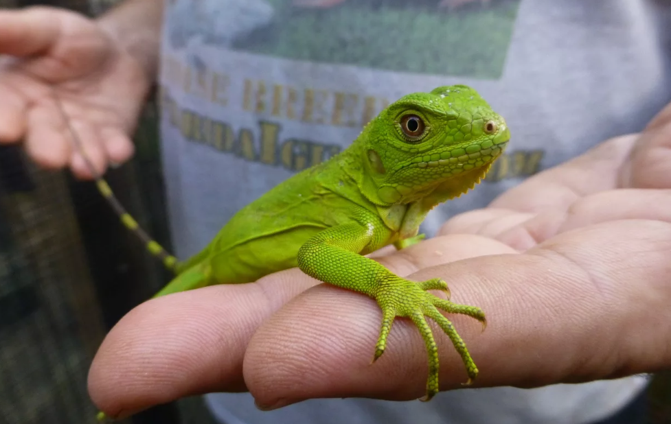 Мини-игуаны — умеют «сбрасывать» хвост при опасности, а потом отращивать новый.