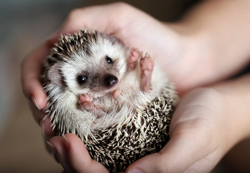 Карликовые ежи — покрывают иголки слюной с новым запахом, «намазывая» на себя запахи окружающей среды.