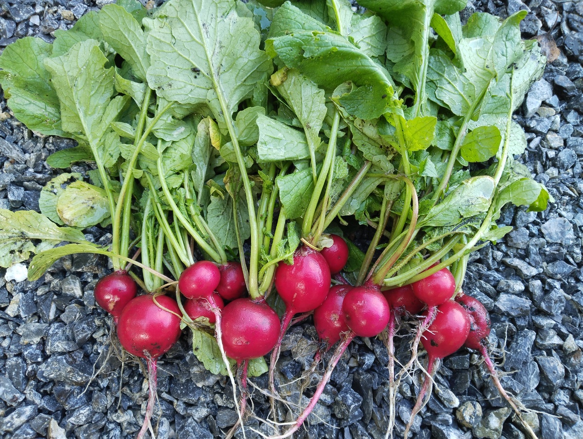 Подросла очередная порция редиски. Пусть побудет на обложке. 24.08.2025