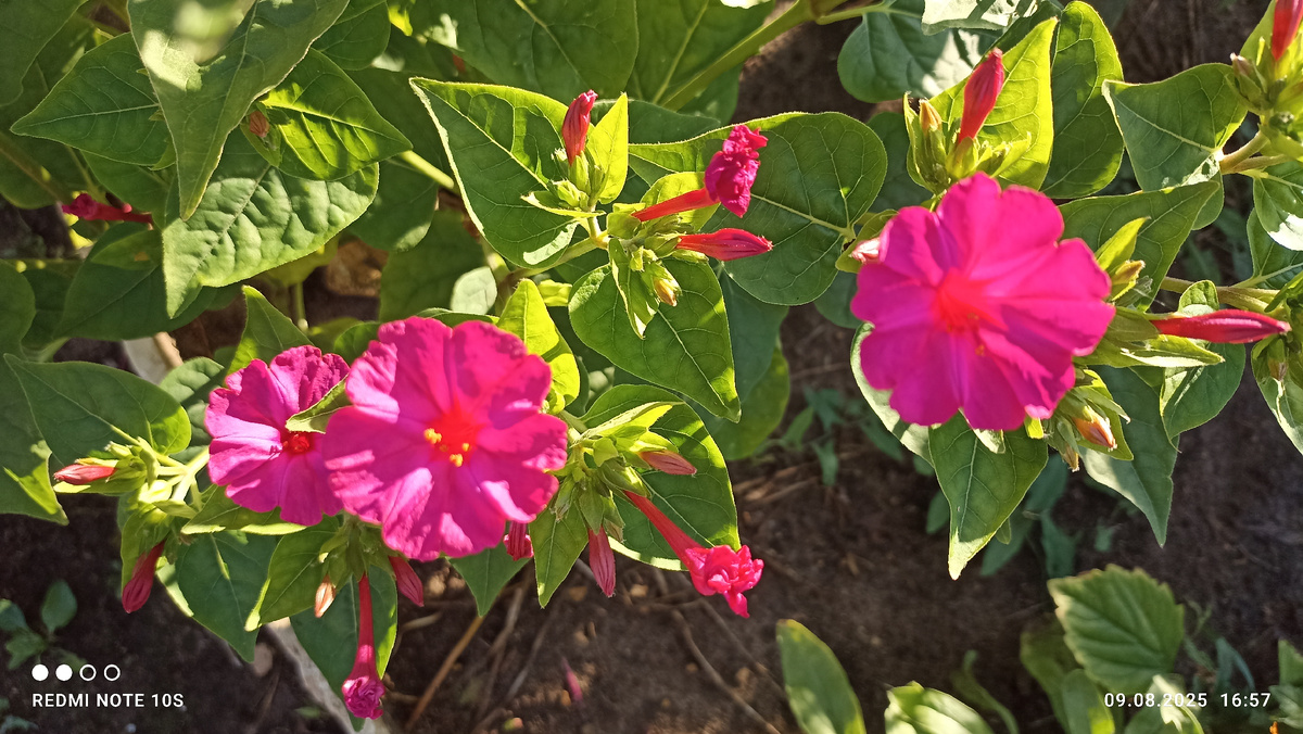 Мирабилис. Фото автора.