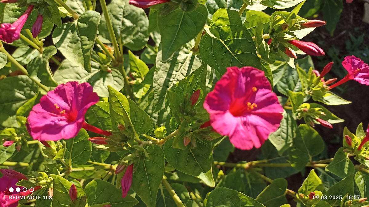 Мирабилис. Фото автора.