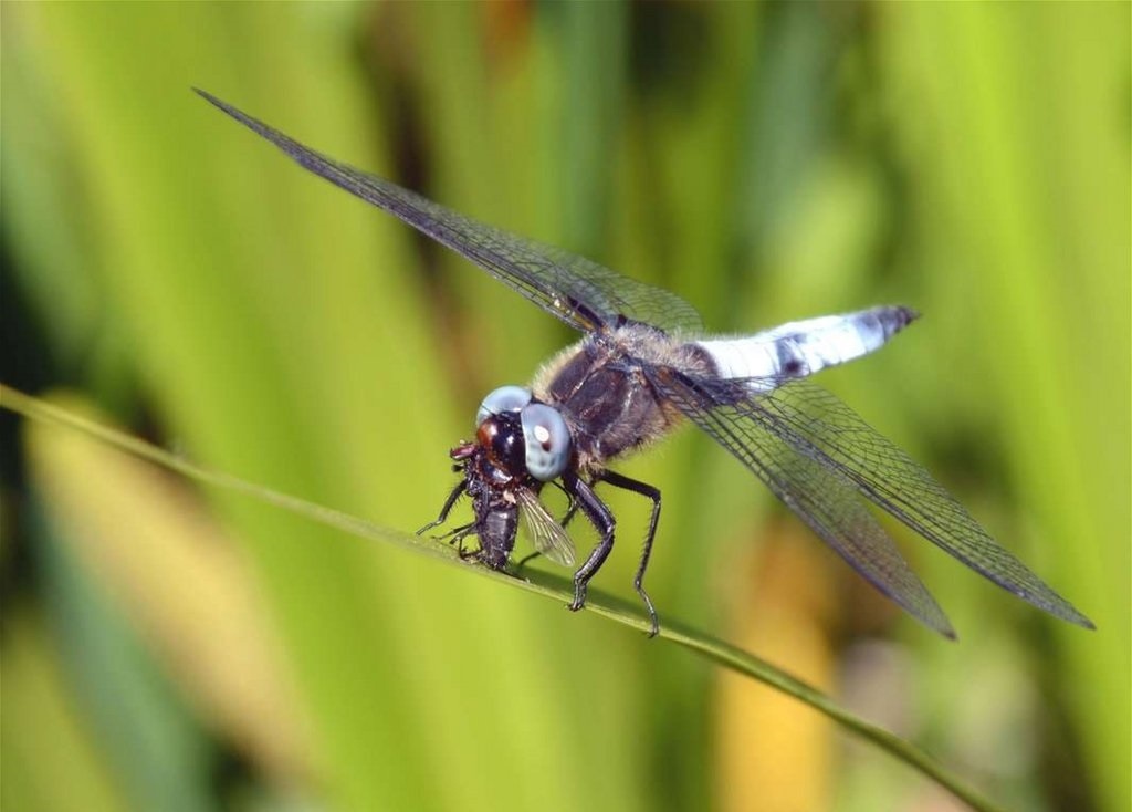 Стрекоза на охоте.