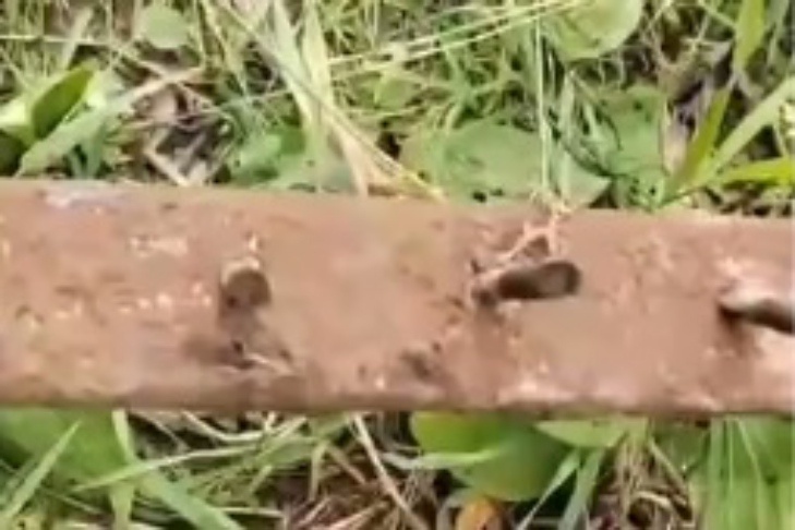    Скриншот из видео минприроды