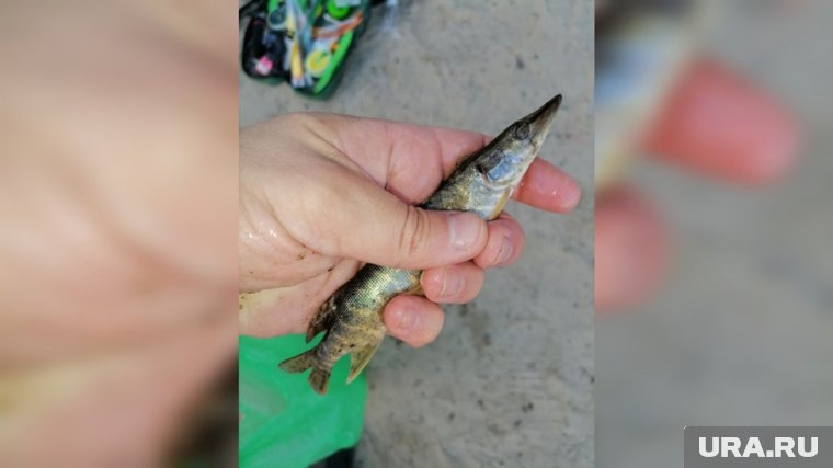 Щурогайки - мелкие щучки до 15-17 см и весом 150-200 граммов. Фото: Александр Поздеев