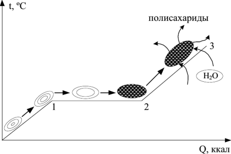 Этапы клейстеризации крахмала. 0...1 - рост температуры, структура зерна сохранена, процесс обратимый; 1...2 - эндотермическая остановка, температура клейстеризации; 2...3 - набухание крахмала с образованием клейстера.