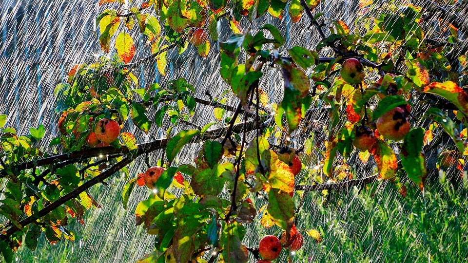 картинка из интернета