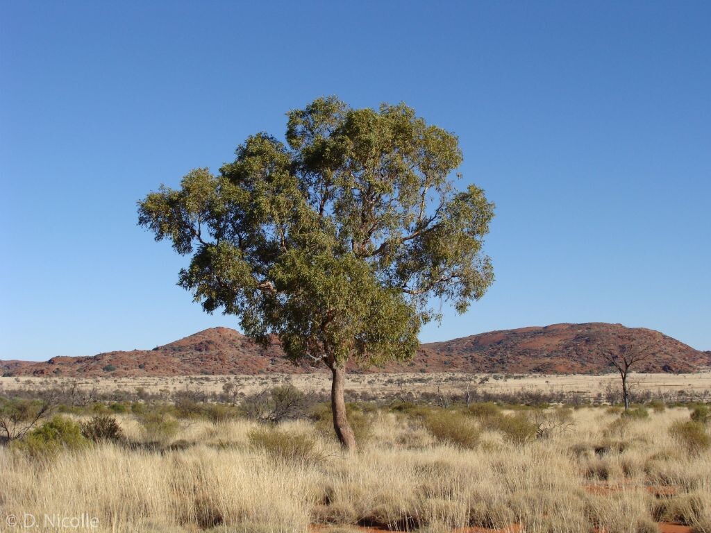 Corymbia opaca