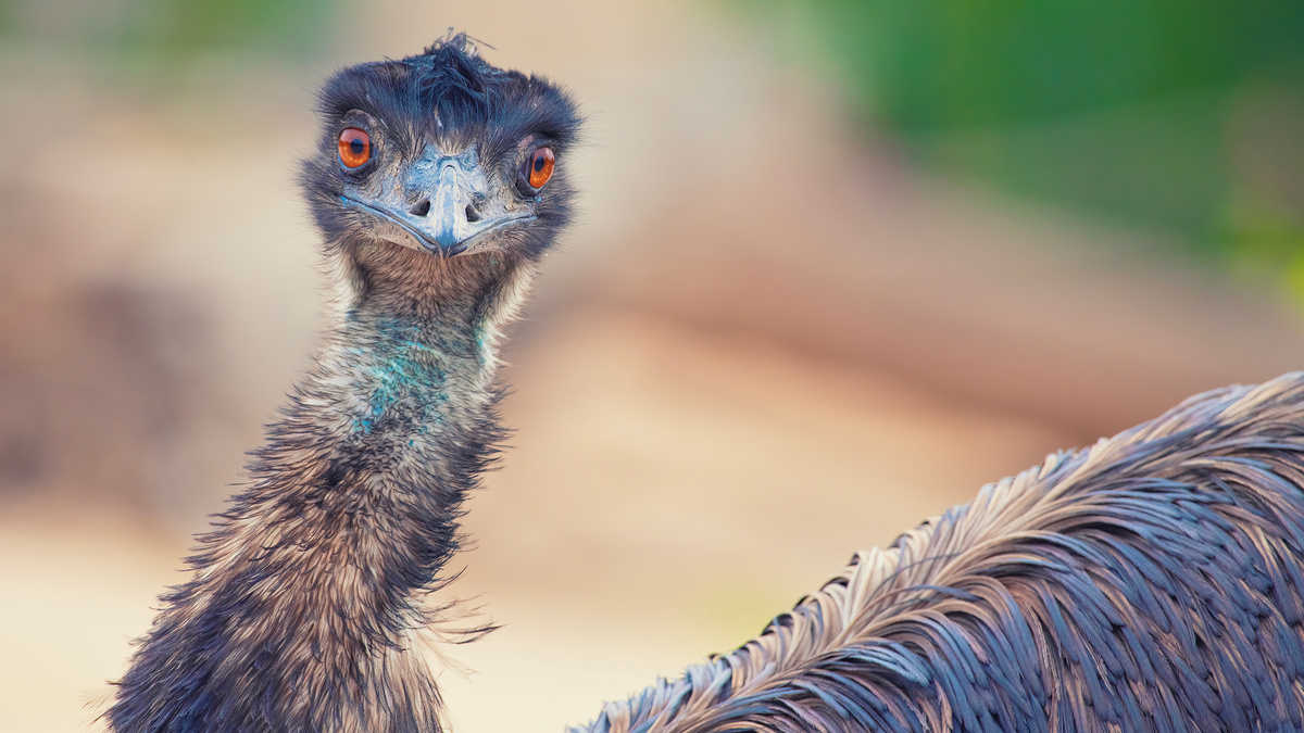 Только посмотрите в эти глаза! Именно так вас будет встречать ваш новый пернатый друг каждое утро.