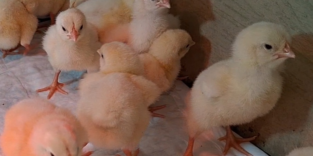 Выращивание бройлеров: мой опыт и маленькие секреты