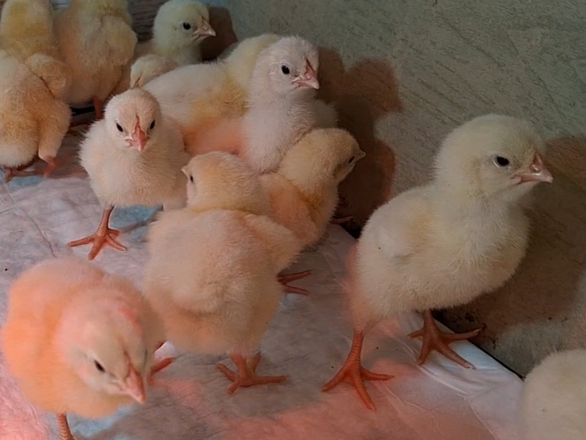 Суточные цыплята