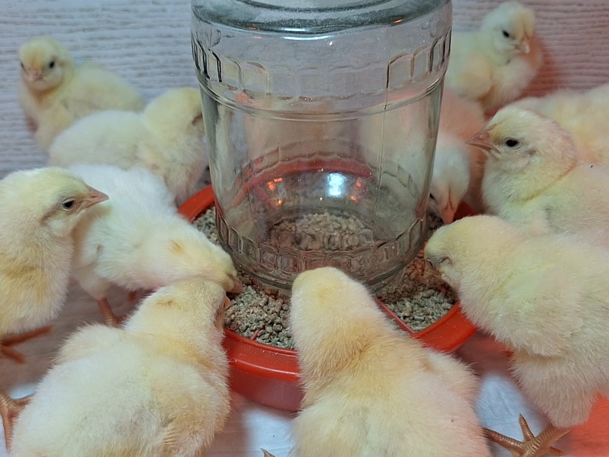 Выращиваю второй год подряд на казахстанском  КК 