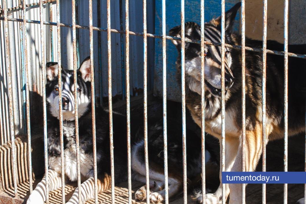    В Тюменской области построят муниципальный приют для животных