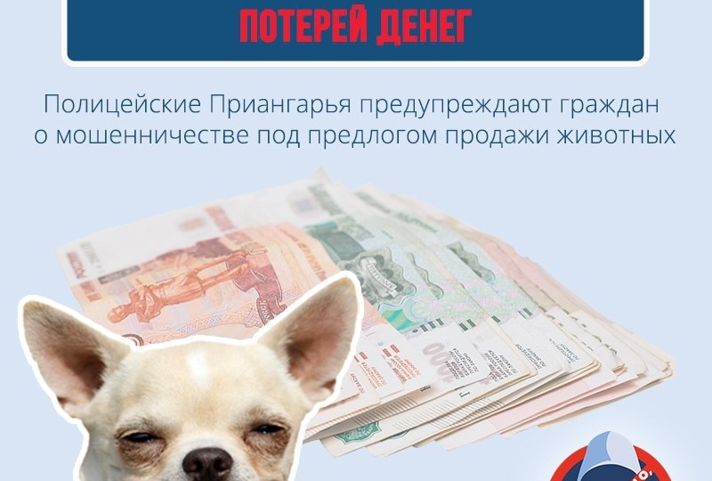 В Усолье-Сибирском жительница хотела купить щенка, но стала жертвой мошенников