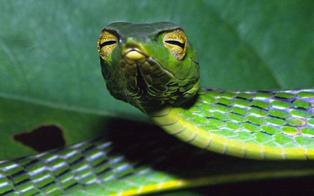 Взгляд, который невозможно забыть. Знакомьтесь — плетевидная змея, инопланетянка в мире рептилий.