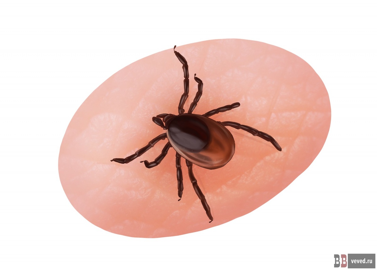     Иллюстрация: Юлия Медведева / Вечерние ведомости