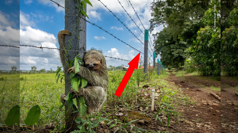    Когда природа показывает свою истинную грусть Выживание слона на грани исчезновения