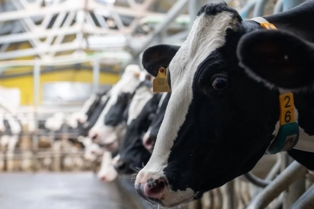    Производство молока во Владимирской области выросло на 53% за 10 лет