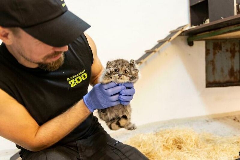    Когда животные становятся комиками: 15 снимков, которые поднимут настроение