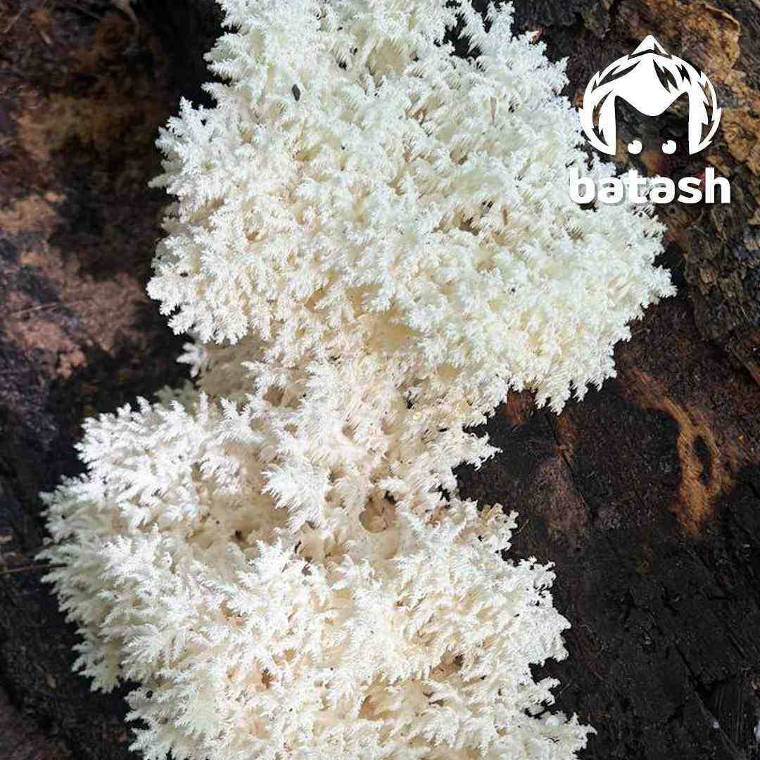    телеграмм-канал Mash-Batash