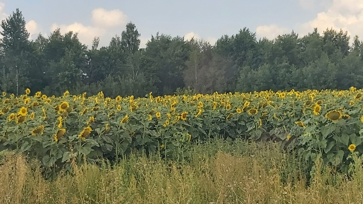 Просто подсолнухи