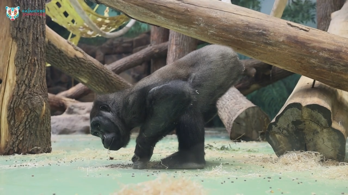 Фото: скриншот видео