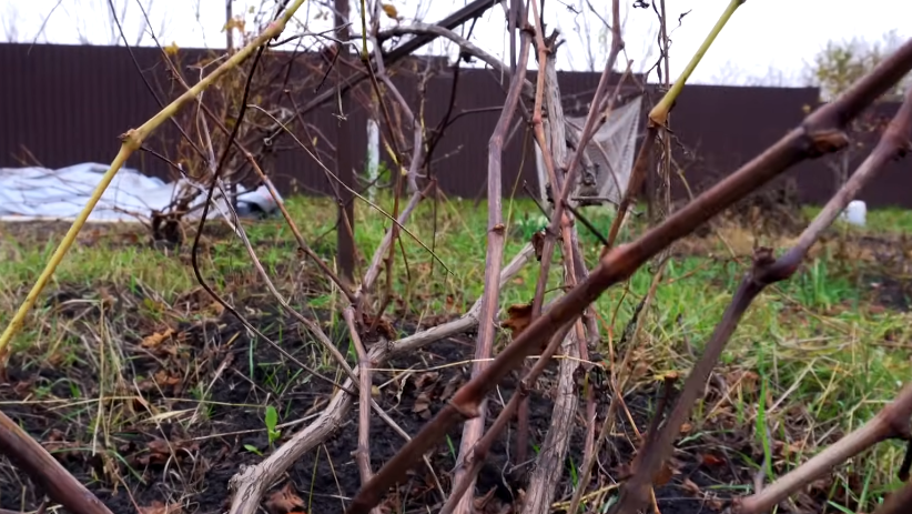 Вот так выглядел мой виноградник после долгих лет "правильных" подкормок
