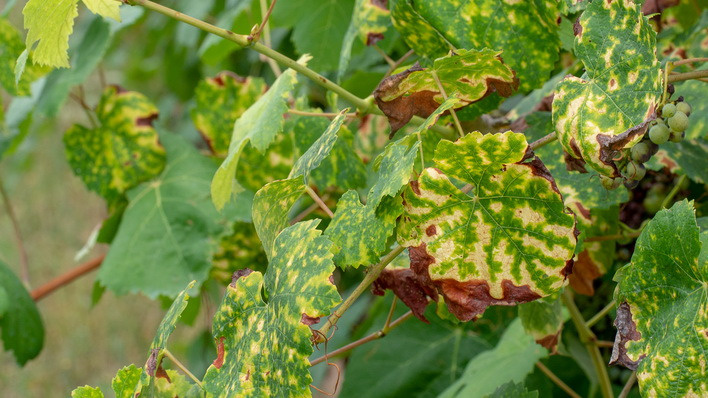 Поврежденный виноград