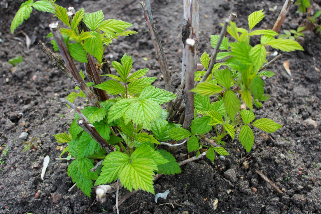 как подготовить кусты к зиме без ошибок