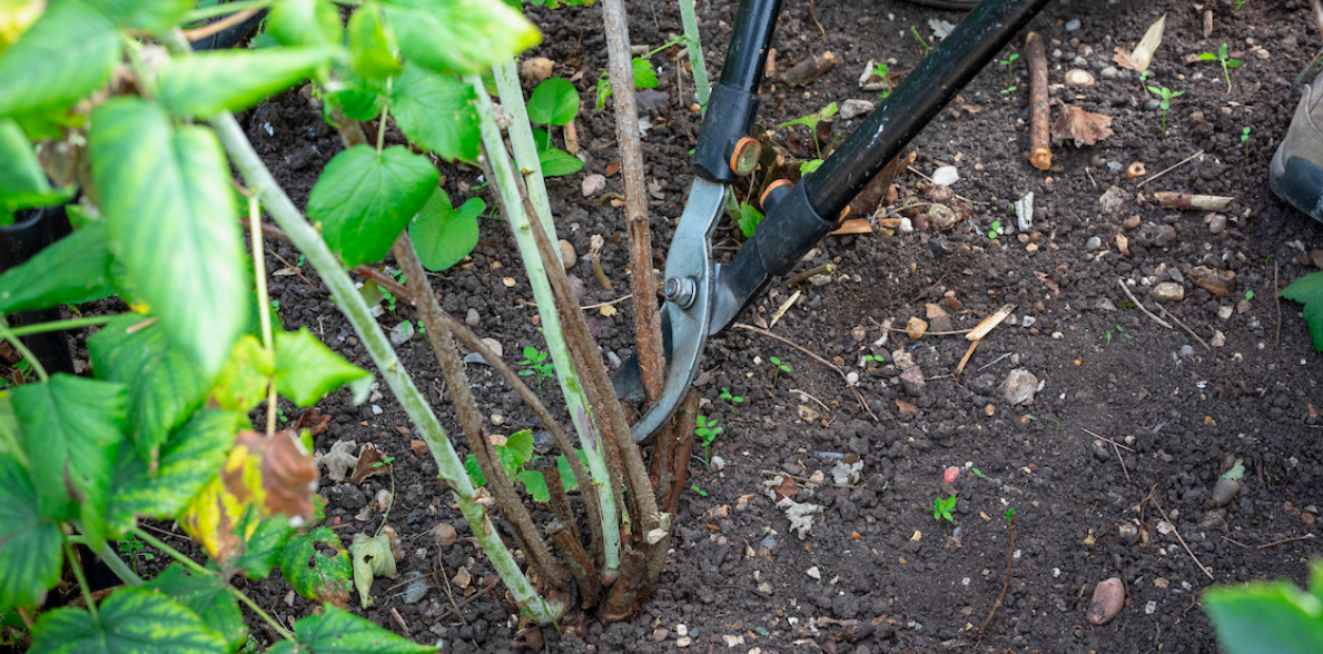 Вырежьте старые побеги