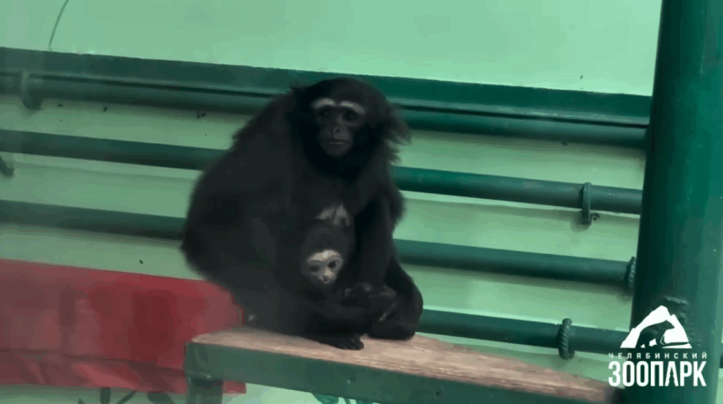    Скриншот с видео Челябинского зоопарка Катерина Заякина