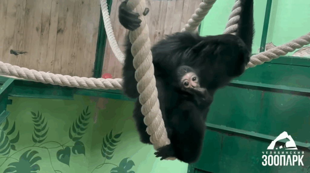    Скриншот с видео Челябинского зоопарка Катерина Заякина