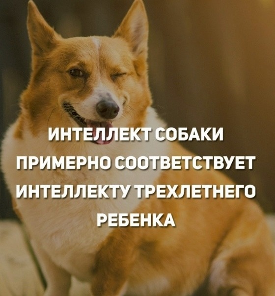 У собак интеллект, сравнимый с ребенком