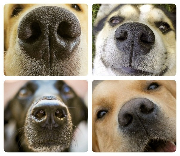 У каждого пса — уникальный отпечаток носа