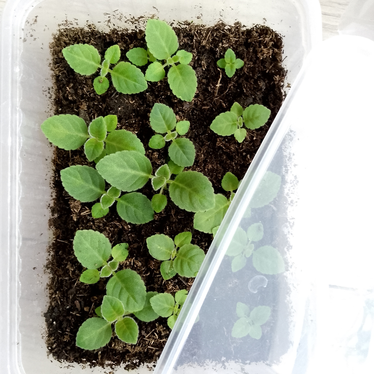 Фото автора канала Зелёное Царство