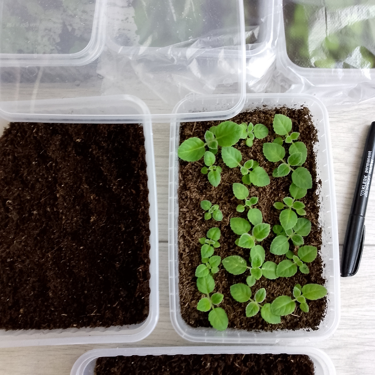 Фото автора канала Зелёное Царство