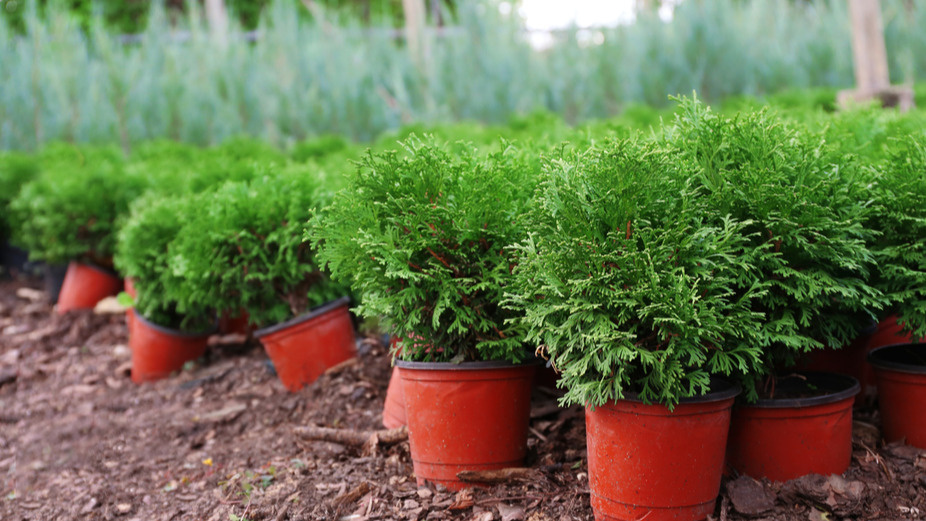 Саженцы туи