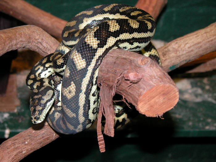 Каждая чешуйка — мазок кисти художника. Ковровый питон — это живое произведение искусства.