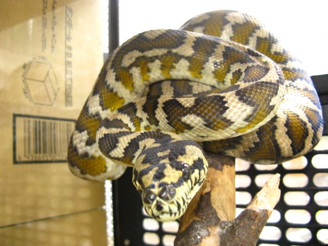 Идеальный баланс силы и грации. Их тело создано для жизни на высоте.