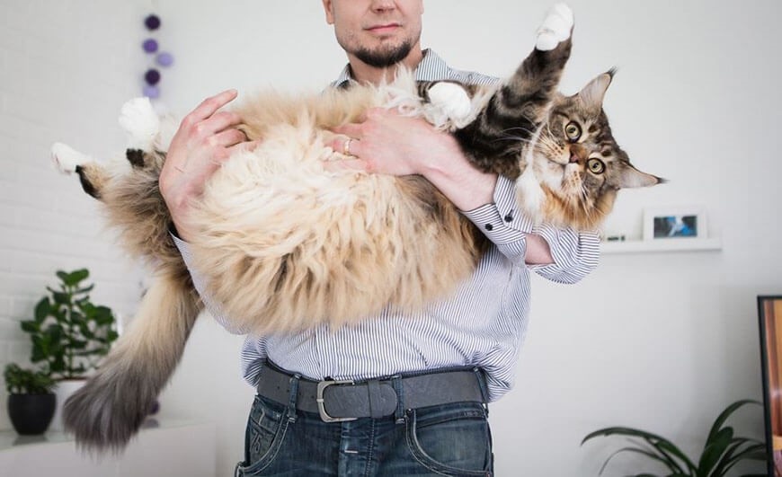 Кот Пиккис считается  самым крупным из ныне живущих мейн-кунов