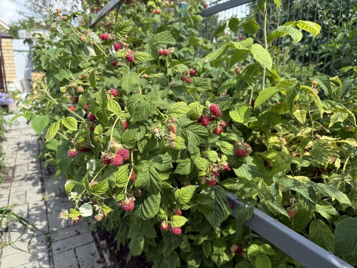 Малина летом. Фото автора