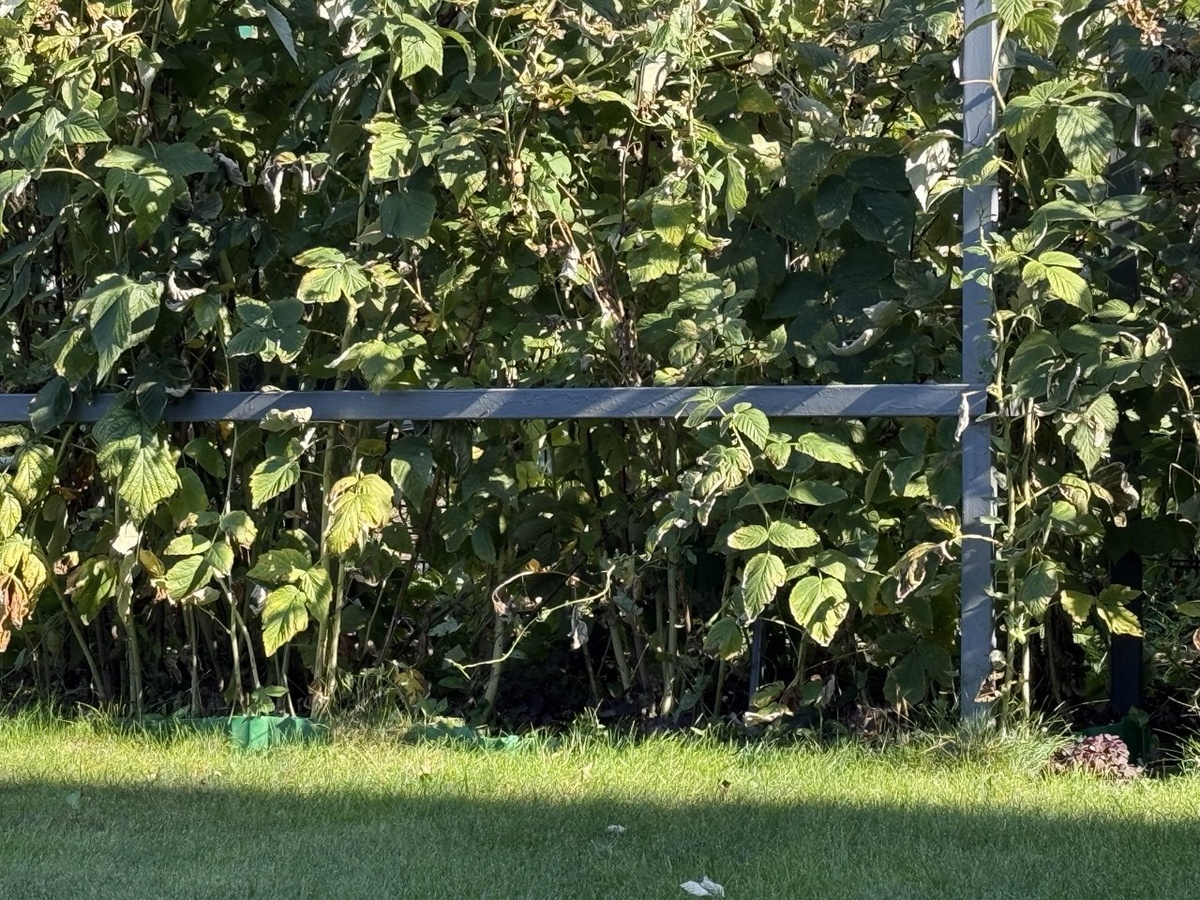 Малинник в августе. Фото автора