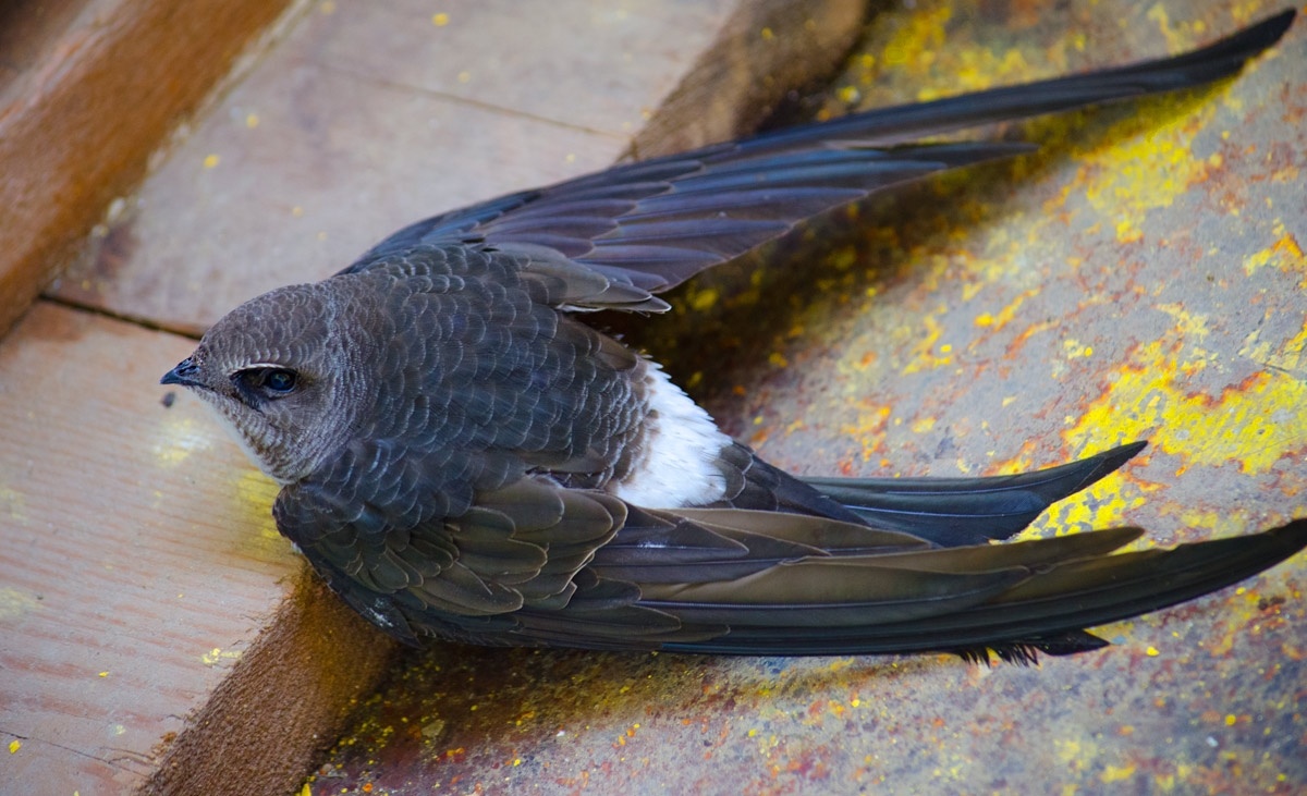 Для него земля — чужая и смертельно опасная стихия. Теперь его жизнь зависит только от вас.