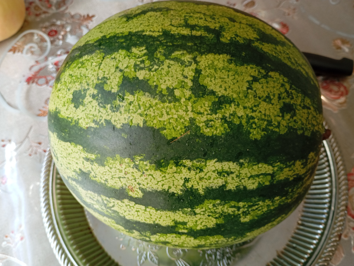 Арбуз Вентура Ультра фото автора.