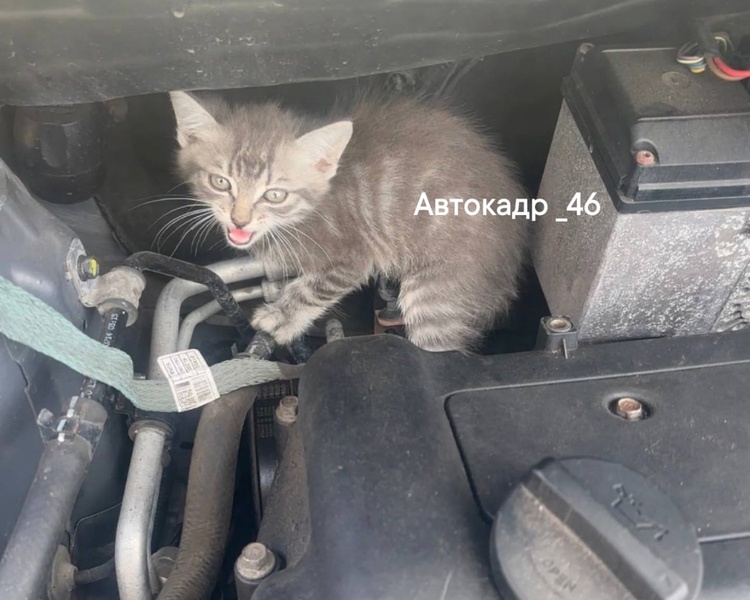     Курянка нашла котёнка под капотом машины и спасла его от холода