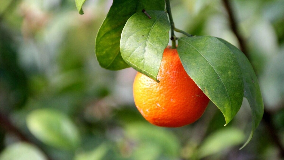     Источник: 1MI