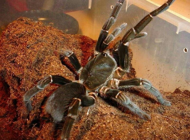 Мощь в чистом виде. Эти лапы созданы для того, чтобы рыть землю и сокрушать добычу.