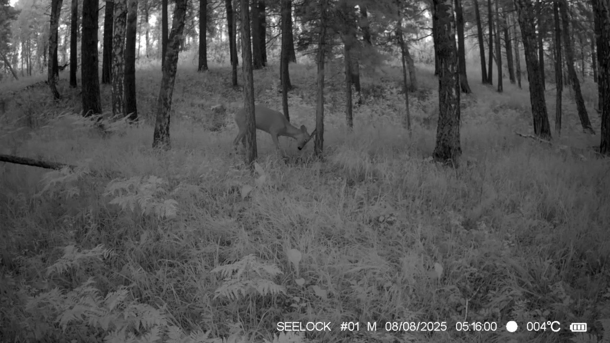     Брачный период начался у косуль в Саяно-Шушенском заповеднике