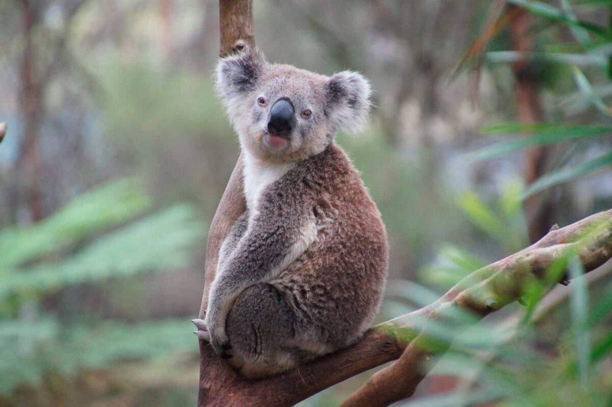 Закон суров, но справедлив. Во всем мире коалы находятся под защитой государства, и их изъятие из природы — преступление.