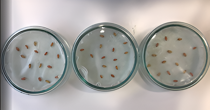 Проверка всхожести семян в чашках Петри