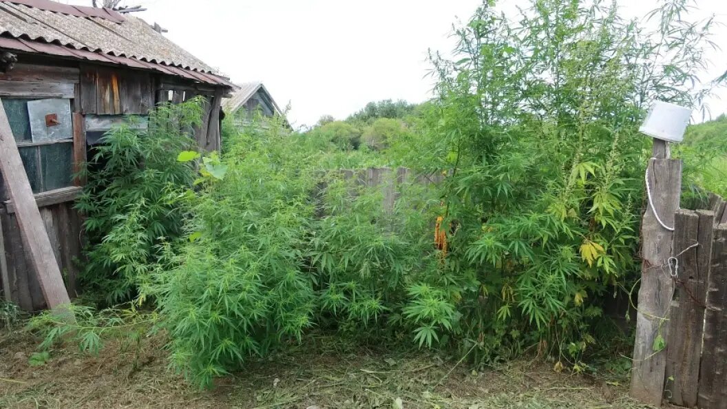    Фото: МВД России